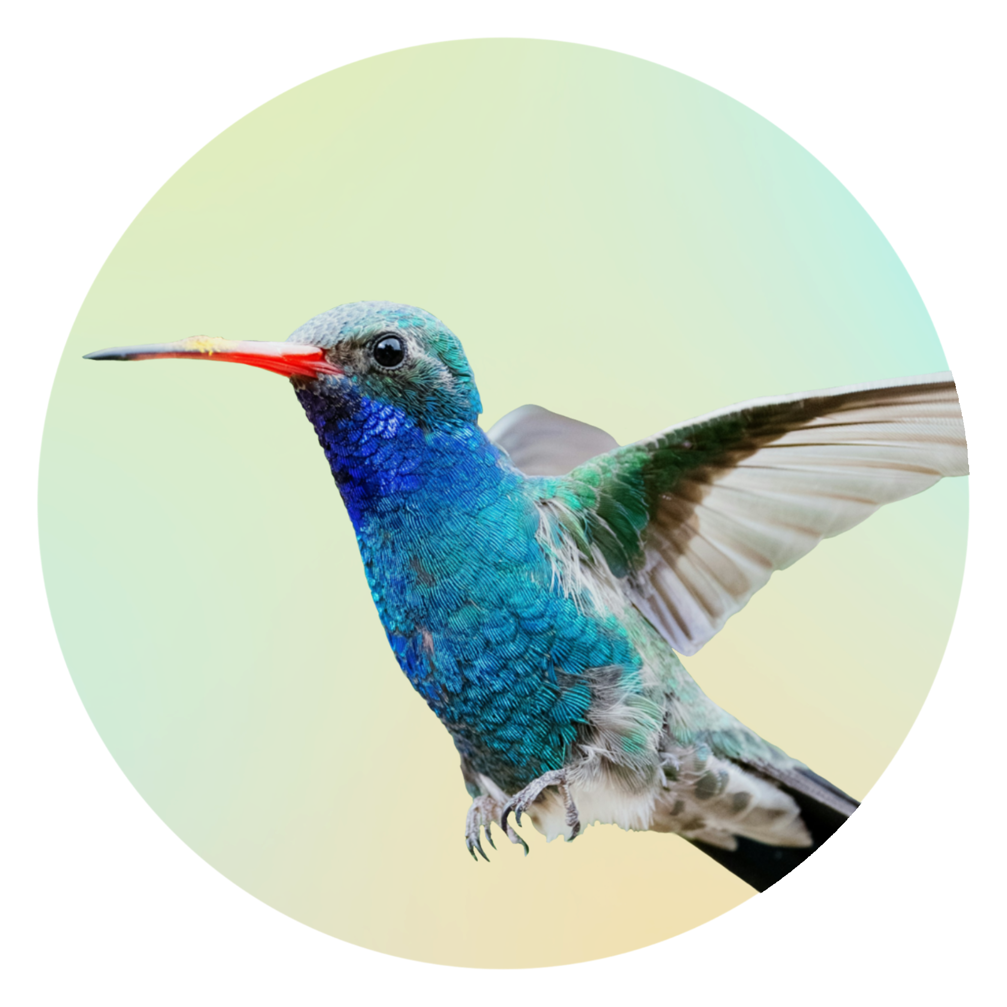 Ein blauer Kolibri vor einem grünen Hintergrund