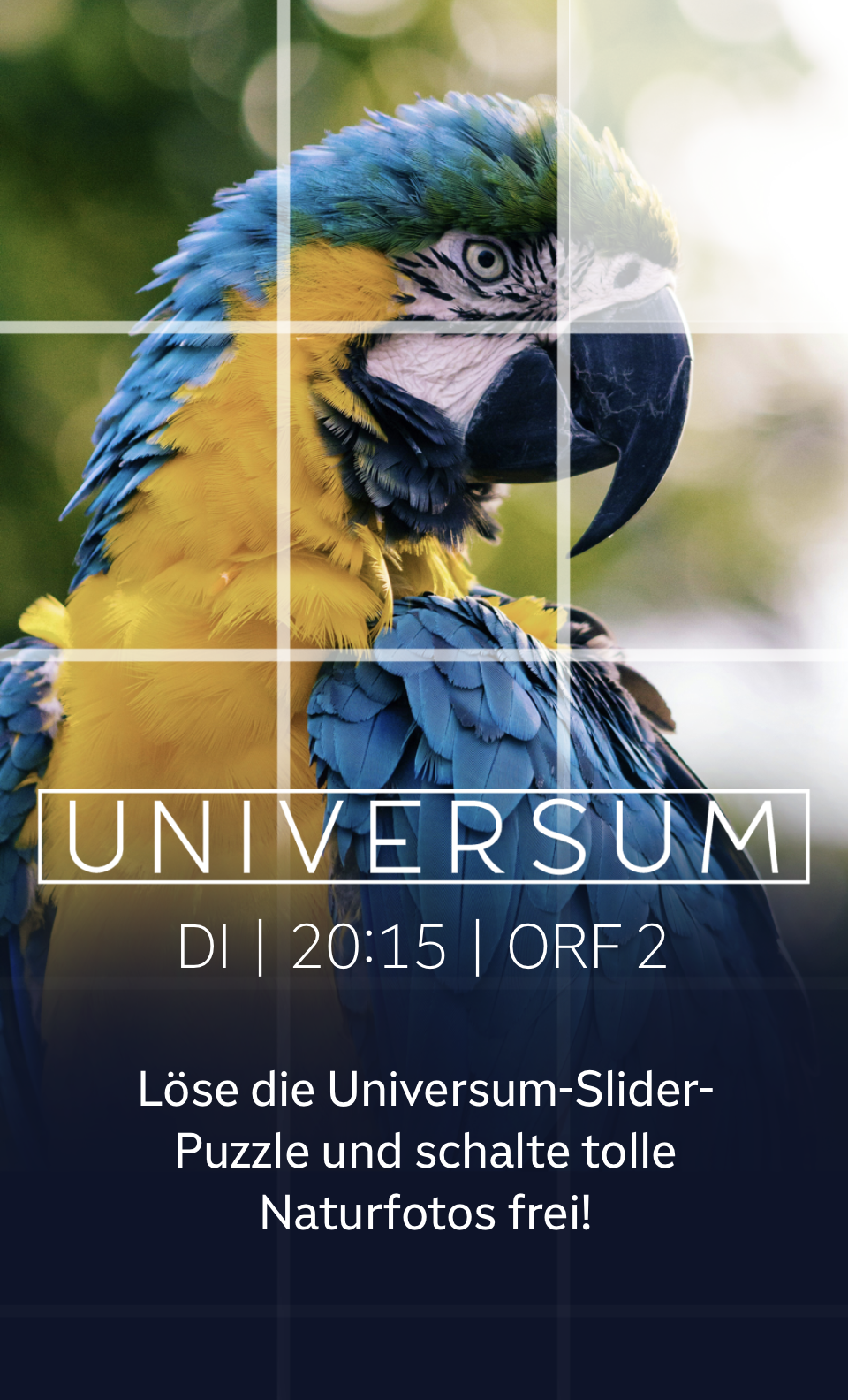 Ein gelb-blauer-Papagei mit einem darübergelegten Puzzle-Design, der auf eine Aktion zur Sendung 'Universum' hinweist.