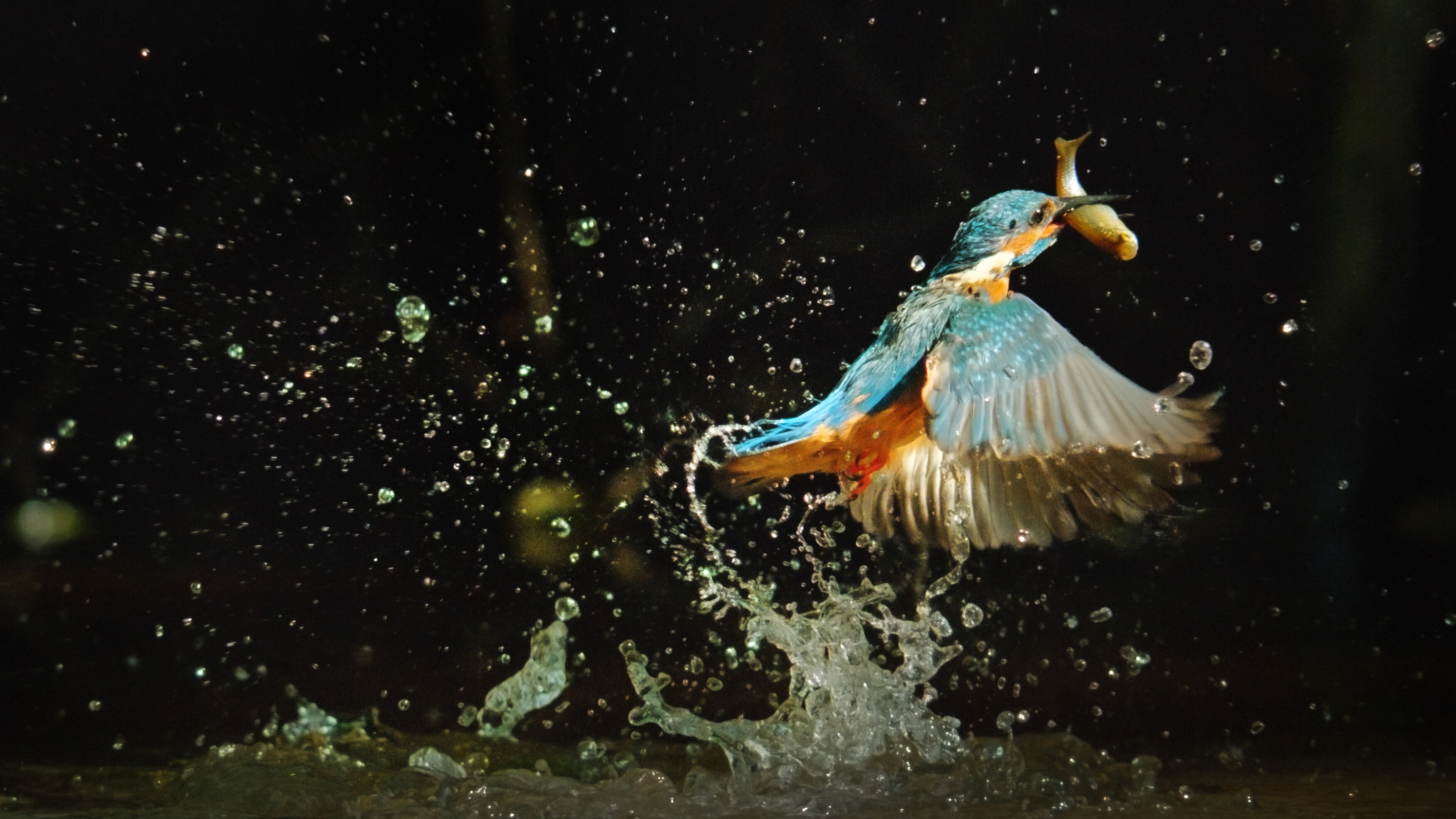 Universum
